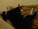 Sleepy Ichi